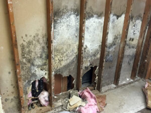 mold removal from inside wall in Washington NC